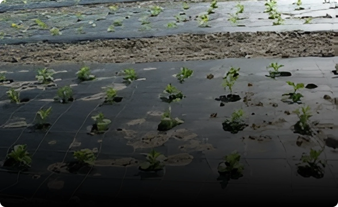 Agriculture Horticulture